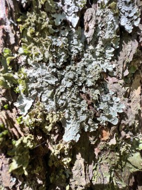 Ağaç kabuğunda yosunlar ve zambaklar. Yüksek kalite fotoğraf