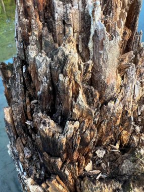 Çürümüş ağaç gövdesi gölün kenarında. Yüksek kalite fotoğraf