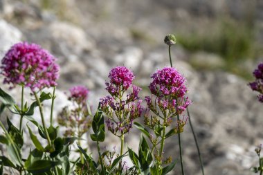 Valerian Rubra çiçeği açıyor. Yüksek kalite fotoğraf