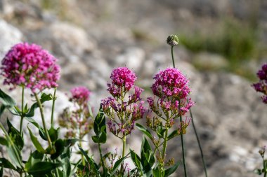 valerian rubra flower blooming. High quality photo clipart