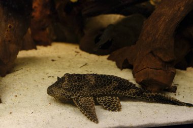 Akvaryumdaki plecostomus tatlı su balığı. Yüksek kalite fotoğraf