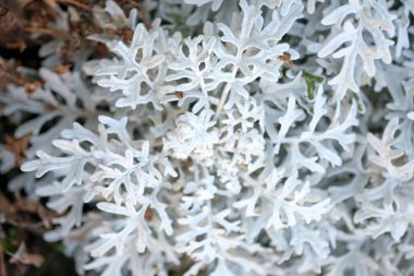 Cineraria bitki gümüşi yaprak detayları. Yüksek kalite fotoğraf