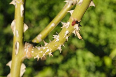 Büyük dikenli gül dalı. Yüksek kalite fotoğraf