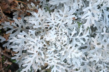 Cineraria bitki gümüşi yaprak detayları. Yüksek kalite fotoğraf