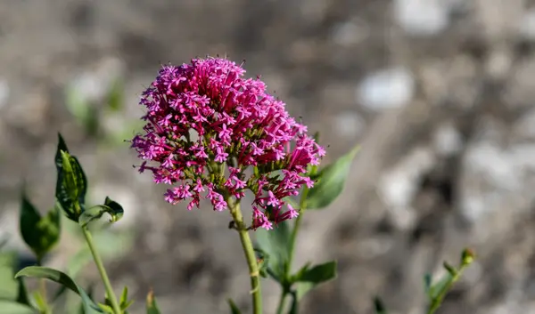 Valerian Rubra çiçeği açıyor. Yüksek kalite fotoğraf
