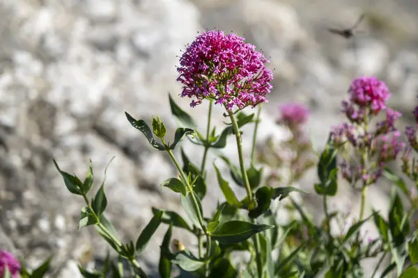 Valerian Rubra Flower Mekar Foto Berkualitas Tinggi Stok Gambar