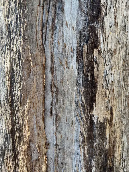 trunk of dry and rotted wood with grain. High quality photo