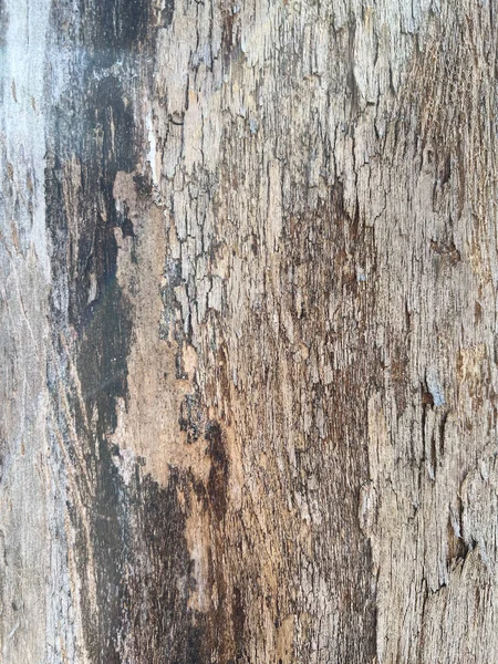 trunk of dry and rotted wood with grain. High quality photo