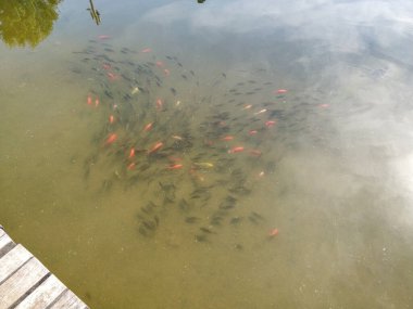 Göletteki küçük balık. Yüksek kalite fotoğraf