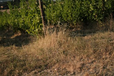 Sıcak bir günde kırsal dağ üzüm bağı. Yüksek kalite fotoğraf