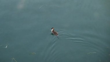 Podiceps kriterleri yiyecek aramak için büyük ibikli dalgıçlar. Yüksek kalite 4k görüntü