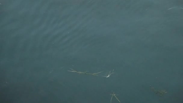 Podiceps Cristatus Grandes Inmersiones Grebe Cresta Busca Comida Imágenes Alta — Vídeo de stock