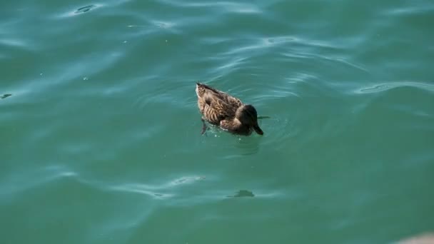女性のマラードアヒルが ガルダ湖で泳いでいます 高品質の4K映像 — ストック動画