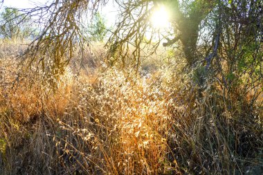 Ağustos güneşi tarafından kurutulan sarı çimenler. Yüksek kalite fotoğraf