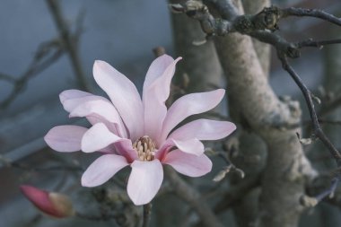 Beyaz manolya çiçeği çiçek açtı. Yüksek kalite fotoğraf