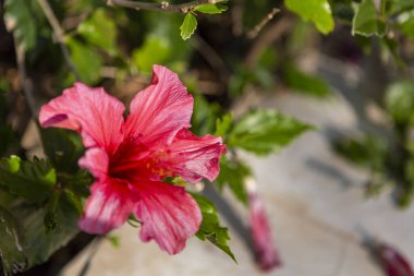 Hibiscus rosa sinensis çiçeği çiçek açtı. Yüksek kalite fotoğraf