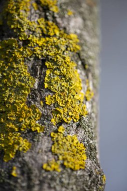 Ağaç kabuğunda yeşil zambaklar. Yüksek kalite fotoğraf