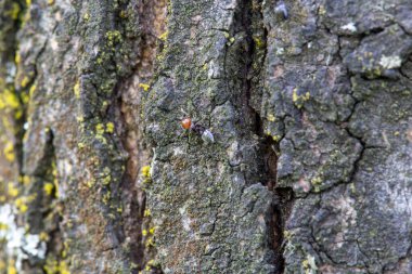 Ağaç kabuğu gövdede çatırdıyor. Yüksek kalite fotoğraf