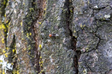Ağaç kabuğu gövdede çatırdıyor. Yüksek kalite fotoğraf