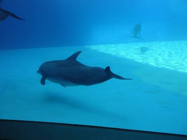 Tursiops, yunuslarda trunatus yunusu. Yüksek kalite fotoğraf