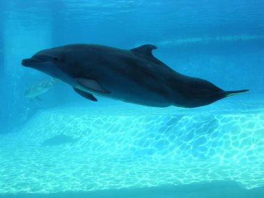 Tursiops truncatus dolphin in dolphinarium. High quality photo clipart