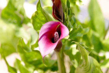 Arka planda yeşil yaprakları olan, doğadaki çiçek açan bir bitkinin güzelliğini gösteren, morumsu bir çiçeğin yakın görüntüsü.