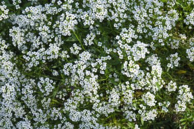 Çiçek açan bitkilerden gelen sayısız beyaz çiçek, yeşil çimenlerin arasında çiçek açarak, güzel bir zarafet sergiliyor.