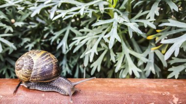 Bir salyangoz, bir karasal organizma, çalılığın yanındaki tuğla duvarda yavaşça sürünüyor. Saha örtüsü ve dallar, salyangoz gibi bitkiler ve karasal hayvanlar için bir yaşam alanı sağlar.