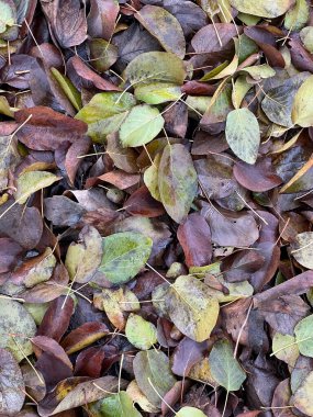 Karasal bitkilerden gelen kahverengi yapraklar toprağı kaplıyor. Düşen bitki kalıntıları doğal toprak örtüsü görevi görüyor ve diğer çiçekli bitkiler, otlar ve otlar için toprağı zenginleştiriyor.