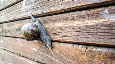 Bir salyangoz, bir karasal organizma, çalılığın yanındaki tuğla duvarda yavaşça sürünüyor. Saha örtüsü ve dallar, salyangoz gibi bitkiler ve karasal hayvanlar için bir yaşam alanı sağlar.