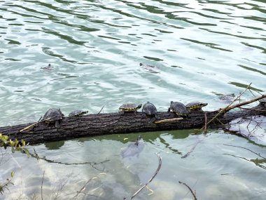 Gölün sakin sularında, yemyeşil bitkiler ve ağaç dallarıyla çevrili yüzen bir kütüğe tünemiş bir kaplumbağa kümesi.