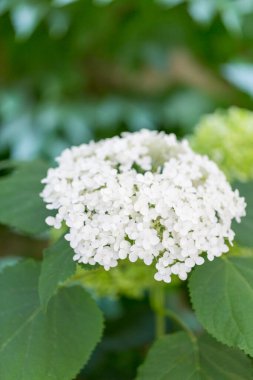 Yeşil yapraklı beyaz bir çiçek sergilenen bir makro çekim, güzel bir zarafet gösterisi. Bu çiçek açan bitki, çimenlerin ve çalıların arasında güzel bir yer örtüsü görevi görüyor.