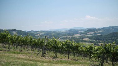 Güneşli bir günde İtalyan yamacında üzüm bağı. Yüksek kalite fotoğraf