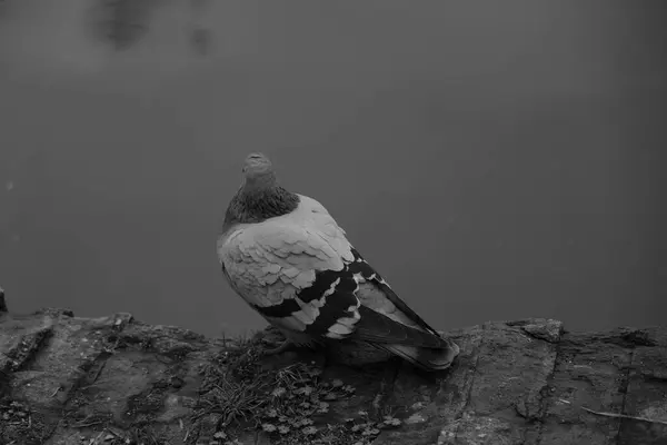 stock image A monochrome photo of a pigeon bird, with feathers ruffled and beak pointed, sitting on a rock near water. Wildlife event captured in black and white