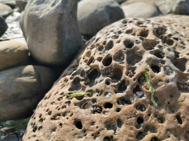 Delikleri olan bir kayanın yakın çekimi, hava koşullarından oluşan benzersiz bir desen sergiliyor. Bu manzara, toprak oluşumuna katkıda bulunan vahşi yaşam ve karasal bitkiler için yaşam alanı sağlar.