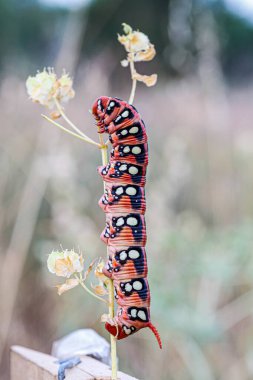 Sphingidae Hyles euphorbiae big red caterpillar on blade of grass. High quality photo clipart
