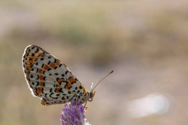 MELITAEA DIDYMA A vibrant butterfly rests gracefully on a stunning purple flower in nature, highlighting the beauty of this pollinator and arthropod clipart