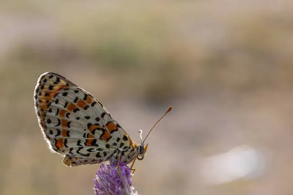 stock image MELITAEA DIDYMA A vibrant butterfly rests gracefully on a stunning purple flower in nature, highlighting the beauty of this pollinator and arthropod