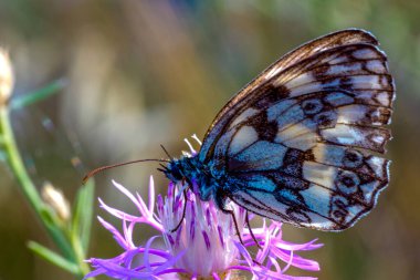 Melanargia galathea A colorful butterfly is resting gracefully on a branch of a plant, showcasing its delicate wings and fascinating features as a vital pollinator in the ecosystem clipart