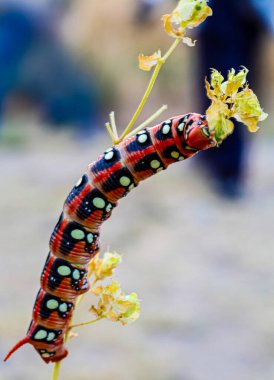 Sphingidae Hyles euphorbiae big red caterpillar on blade of grass. High quality photo clipart