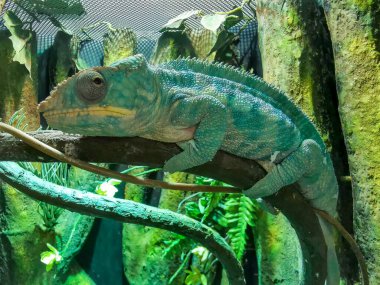 Mavi bir bukalemun doğal habitatında bir ağaç dalına tüneyerek ormanın yemyeşil çevresiyle kusursuz bir şekilde harmanlanır.