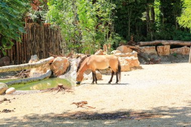 Bir grup at, dingin bir doğal ortamda çim ve odunla çevrili bir göletin kenarında huzur içinde otluyor.