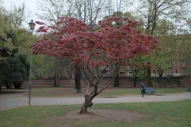 A majestic tree showcasing beautiful purple flowers contrasting with the backdrop of a cloudy sky, creating a serene and picturesque natural landscape