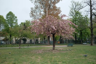 A majestic tree showcasing beautiful purple flowers contrasting with the backdrop of a cloudy sky, creating a serene and picturesque natural landscape