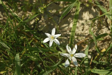 İki güzel beyaz çiçek canlı yeşil çimlerin üzerinde duruyor, narin yapraklarını sergiliyorlar.