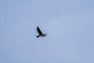 Mavi gökyüzünde uçan karabatak. Yüksek kalite fotoğraf