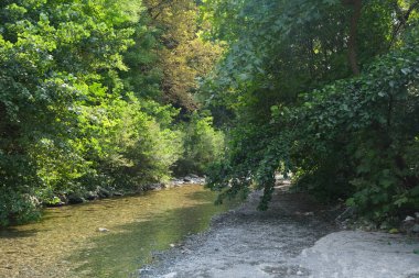 Nehir kıvrımlarında bitki örtüsü ve çakıl taşı plajı var. Yüksek kalite fotoğraf