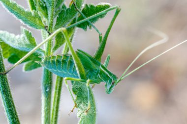 Canlı yeşil bir çekirge, yemyeşil bir bitkinin üzerinde zarafetle tünemiş, çevresiyle kusursuz bir şekilde harmanlanmış.