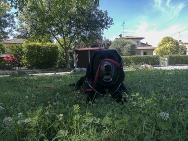 Siyah bir köpek, açık mavi gökyüzünün altında, kumlu sahilde huzur içinde dinleniyor. Etrafı dağınık birkaç bitki ve uzak, sakin bir ağaçla çevrili.