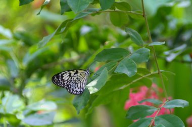 Güzel siyah ve beyaz bir kelebek bahçedeki canlı yeşil bir yaprağın üzerinde zarif bir şekilde dinleniyor.